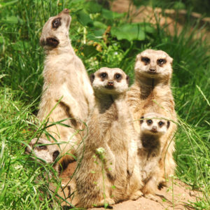 Meerkat Experience
