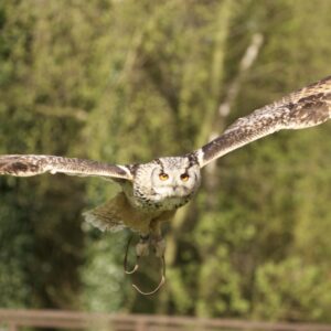 Indian Eagle Owl Sponsorship