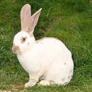 Rabbit Sponsorship