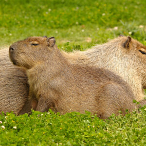 Capybara Sponsorship