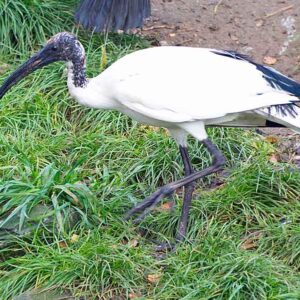 Sacred Ibis Sponsorship