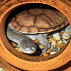 Eastern Long-necked Turtle Sponsorship