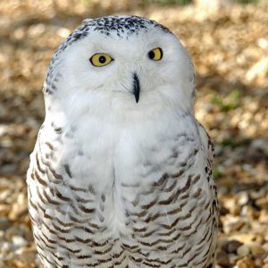 Snowy Owl Sponsorship