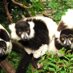 Black & White Ruffed Lemur Sponsorship