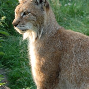 Eurasian Lynx Sponsorship