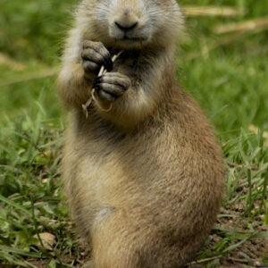 Prairie dog Sponsorship