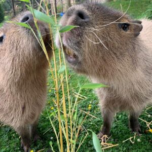 Capybara Experience