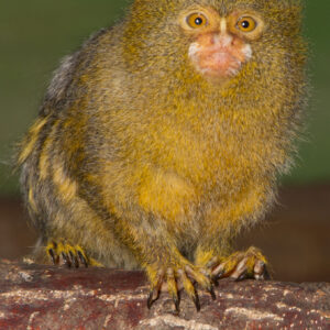 Pygmy Marmoset Sponsorship