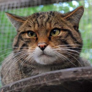 Scottish Wildcat Sponsorship