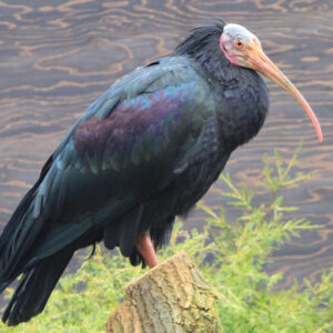 Waldrapp Ibis Sponsorship