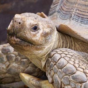 African Sands Experience   (Meet the Tortoises & Turaco)
