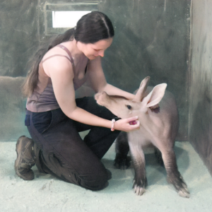 Aardvark Experience