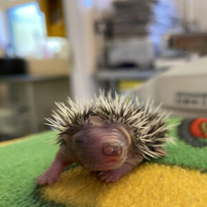 SWCC Hedgehog Hospital Experience