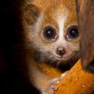 Pygmy Slow Loris Sponsorship