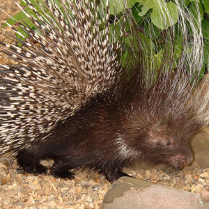 African Crested Porcupine Sponsorship