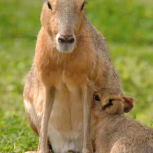 Mara Sponsorship