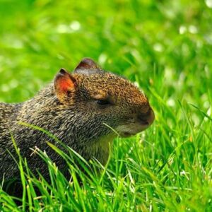 Azara's Agouti Sponsorship