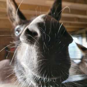 Donkey Sponsorship