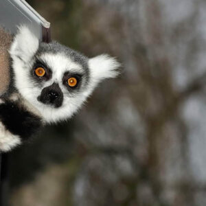 Ring-tailed Lemur Sponsorship