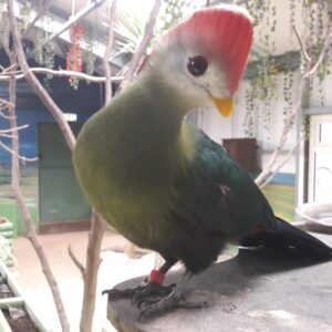 Red-crested Turaco Sponsorship