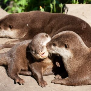 V.I.P. Animal Experiences