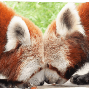 Red Panda Feedback