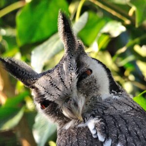 Bird Sponsorship