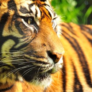 Sumatran Tiger Sponsorship