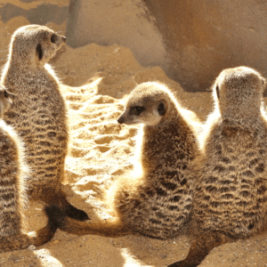 Meerkat Sponsorship
