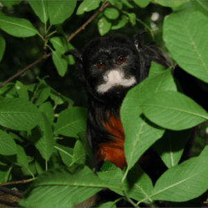 Red-bellied Tamarin Sponsorship
