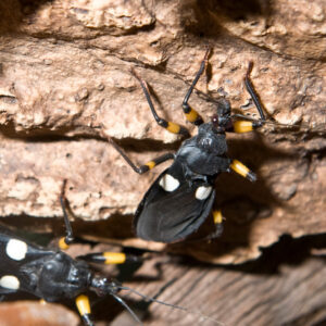 Assassin Bug Sponsorship