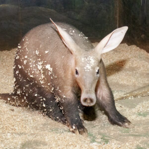 Aardvark Sponsorship