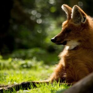 Maned Wolf Sponsorship