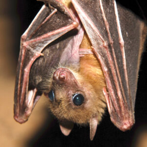 Egyptian Fruit Bat Sponsorship