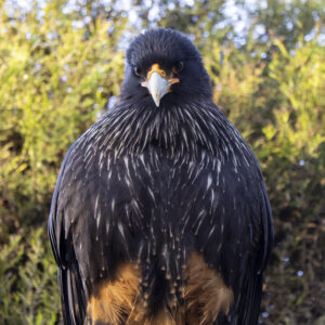 Caracara Sponsorship
