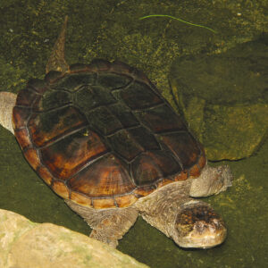 Snapping Turtle Sponsorship