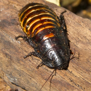 Madagascan Hissing Cockroach Sponsorship
