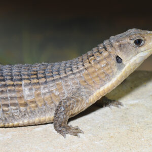 Plated Lizard Sponsorship