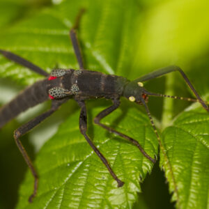Black Beauty Stick Insect Sponsorship