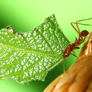 Leafcutter Ant Sponsorship