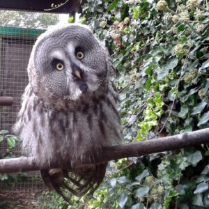 Great Grey Owl Sponsorship