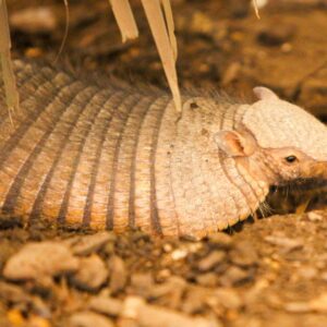 Large Hairy Armadillo Sponsorship