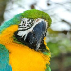 Blue-and-Yellow Macaw Sponsorship