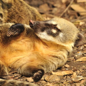 Coati Sponsorship