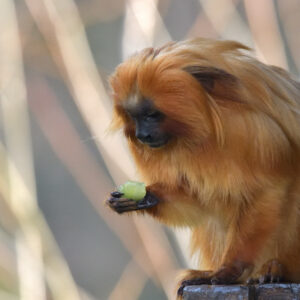 Golden Lion Tamarin Sponsorship