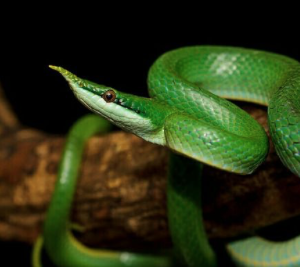 Reptile Sponsorship