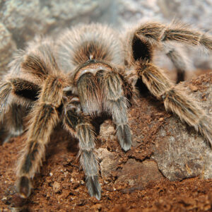 Tarantula Sponsorship