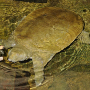 Chinese Softshell Turtle Sponsorship