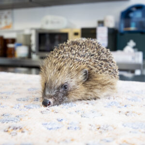 SWCC Hedgehog Sponsorship